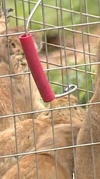 WATCH: Fun video shows prairie dogs being released at park in Oklahoma City