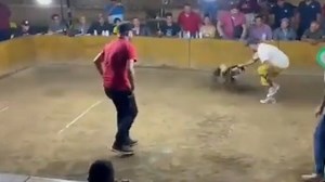 Video: un gallo de pelea atacó a navajazos a su dueño y lo hirió de gravedad
