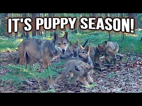 I Hid a Camera Near a Wolf Den | Did Not Expect This! #wildlife