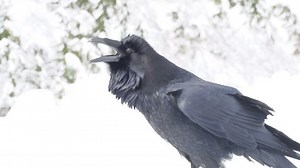 6K views · 2.3K reactions | This is a new raven call to me — I think...