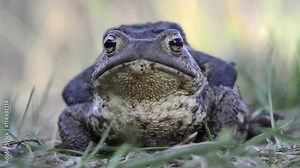 Common toad (Bufo bufo). Female crawling with the male holding on tight.