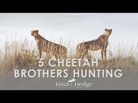 5 Cheetah Brothers Hunting - Masai Mara