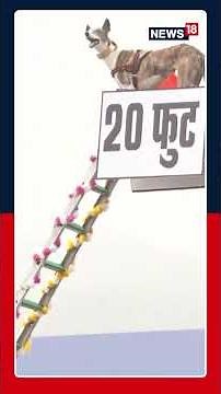 WATCH: BSF’s Canine Unit Demonstrated Precision & Discipline During The Full Dress Rehearsal | N18S