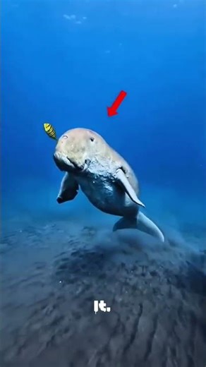 Have You Ever Seen a Sea Cow? 😲🌊 Meet the Rare Dugong – Ocean’s Gentle Giant