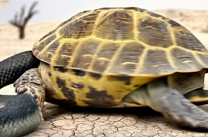 78K views · 198 reactions | Snakes eat turtles as food..but when they see a turtle doing this, they have to beg for its life. Watch: [in comment] - Made with AI | Jesus is our Savior | Facebook