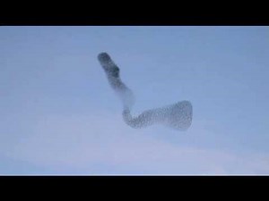 WOW! Check out these starlings fly in formation!