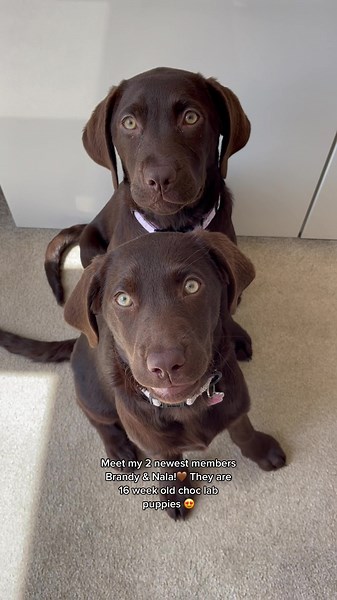 Meet Brandy & Nala: 16 Week Old Choc Lab Puppies