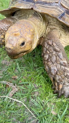 A Little Refresher! (Tortoise)
