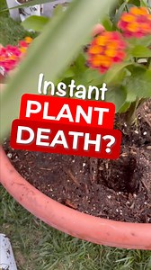 29K views · 732 reactions | Should you really break up the root ball when planting? #pottinghack #planttherapy #GardenTips #gardeninghacks #gardening | nikkiplantsthings | Facebook