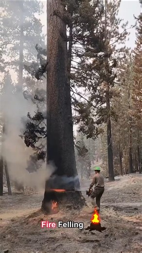 Fire Felling🔥Deliberate or Accidental?🪵#shorts