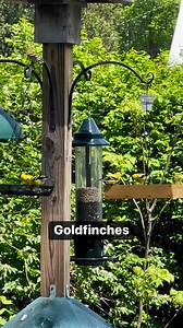 Goldfinches are most attracted to sunflower seed and nyjer. | Bird Feeder Hub