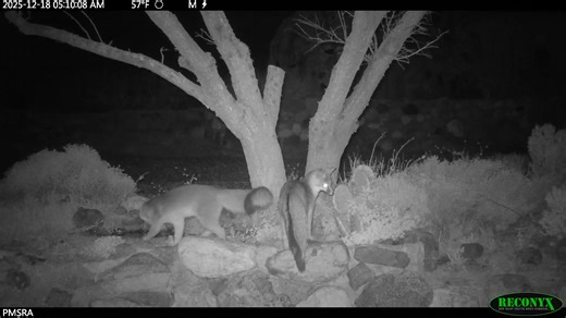 Volume up! A family of gray foxes (Urocyon cinereoargenteus) has a little drama while visiting a water source in the park. You can hear the fox vocalizations and the singing of red-spotted toads (Anaxyrus punctatus) in the background. | Providence Mountains State Recreation Area, "Home of Mitchell Caverns"
