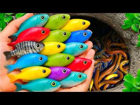 Find beautiful fish in the small pond: turtles, eels, frogs, goldfish, guppies, mollies, koi, nemo.