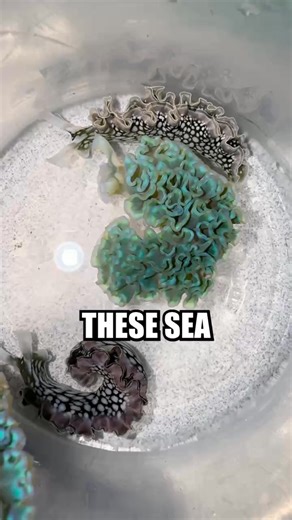 Despite their appearance, these are not true sea slugs or “nudibranchs” and are instead in a family called sacoglossans. Sacoglossan means sap-sucker, which is an apt name as they employ something called kleptoplasty in order to steal and uptake the chloroplasts from algae to photosynthesize, creating their own food! Sacoglossans can be found all across the oceans, but due to their propensity for photosynthesis, they are usually found in shallower water among kelp, algae, or coral reefs. Elysia 