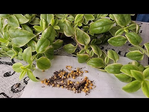 🍃 BOLITAS AMARILLAS EN MI PLANTA 🍃