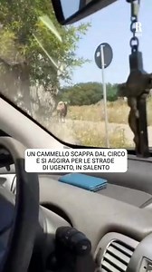 287K views · 1.8K reactions | Un cammello a spasso per le vie della...