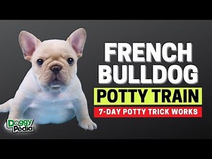 How to Potty Train Your French Bulldog in Just 7 Days