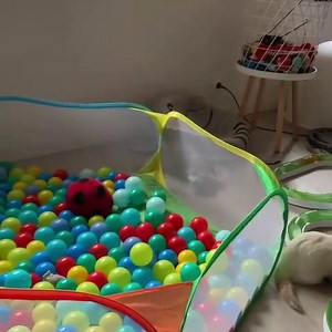 Ferrets Playing Together in a Ball Pit