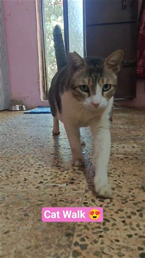 Real Cat Walk 😍 #cats #cute #adorable #funny #catshorts #pets #dogs #dogshorts #animals #newvideo