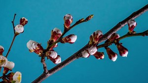 Timelapse of Spring flowers opening. Beautiful Spring Apricot tree blossom open. White flowers bloom on blue background. Close up
