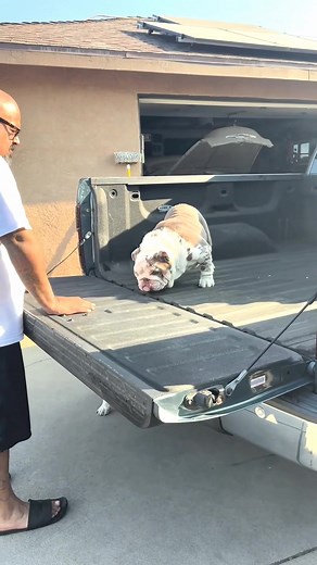 First time in the truck and Tuco was so scared 😅🙈🐶 #englishbulldog #bulldogfamily #englishbulldogpuppies #englishbulldog #englishbulldogs #Christmas #WINTER | Englishbulldog.Puppy