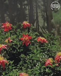 Teri Yaad Aa Rahi Hai Teri Yaad Aa Rahi Hai Album / Movie : Love Story 1981 Singer : Amit Kumar, Lata Mangeshkar Music Director : Rahul Dev Burman Lyrics by : Anand Bakshi Star Cast : Kumar Gaurav, Vijeta Pandit, Rajendra Kumar, Naresh | कभी तन्हाईयाँ में यूँ हमारी याद आएगी