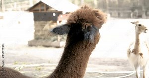 Lama in the zoo. Concept: Outdoors, Zoo, Park, Safari, Nature Reserve. Stock Video