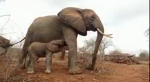 The Baby Boom continues in Ithumba! A very special delivery arrived in Ithumba this morning: Ex orphan Yatta gave birth to her third calf, a healthy boy named Yogi! Yogi is the fourth baby born in as many weeks, following in the footsteps of Kaia, Njema, and Noah. And this is only counting the offspring of our wild-living orphans — we are also playing host to two wild elephant mums and their newborns. Head Keeper Benjamin reports that Ithumba is fast turning into a crèche, with tiny babies whizz