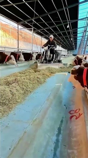 Inside a Modern Dairy Farm: How Workers Efficiently Feed Cows