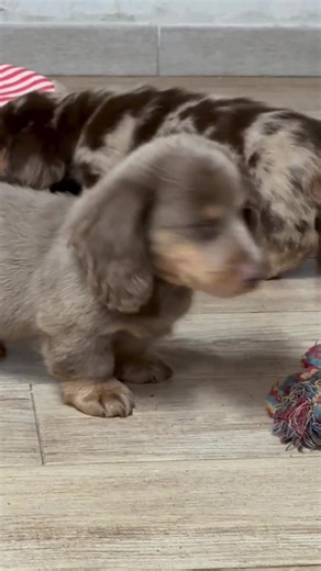 #dachshundsoftiktok #dachshund #dachshundpuppy #dachshundpuppiesforrehoming #foryou