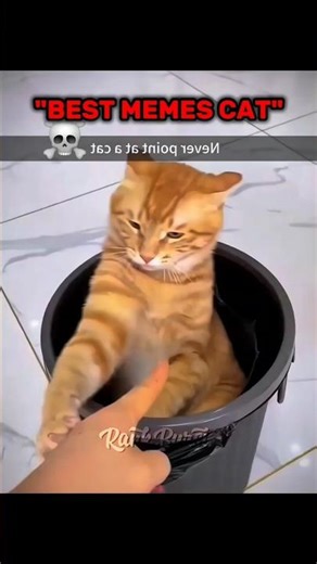Best Memes Cats #haboshbabosh #Catmemes #shorts #USA