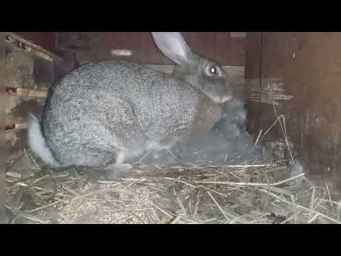Watch How a Mother Rabbit Builds Her Nest