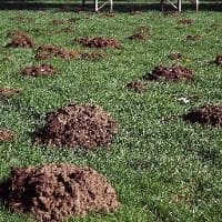 Moles - Kaput Products