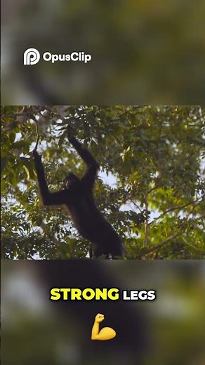 Monkeys' Amazing Lives From Trees to Ground, Watch Them Thrive!