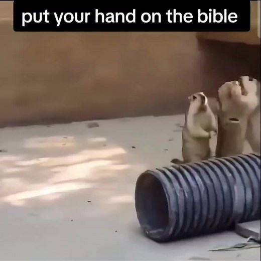 9.1K views · 184 reactions | PUT YOUR HAND ON THE BIBLE  #gypsy #gypsies #traveller #travellers #irishtraveller #irishtravellers #bkb #travellerbkb #bareknuckle | TravellerBeef TravellerBeef | Facebook