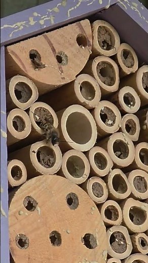 Spring means Mason bees! mine have jumped out March 17th #beekeeping #gardening #interesting