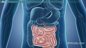 The Gall Bladder: Function & Usage