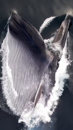 🎥: Mike Nulty // Would could be a hybrid fin-blue whale takes an massive gulp of krill while lunge feeding! Genetic analyses on stranded fin whales unveiled the presence of a hybrid between the two largest animals in the world! Will the fin-blue whale hybrid eventually form their own species? It is difficult to determine now, but we will see what the future holds! | Ocean Conservation Research - OCR