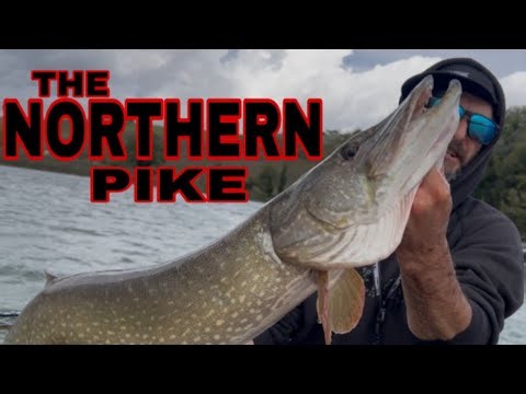 SPINNING AL LUCCIO DALLA BARCA IN CENTRO ITALIA con una guida AIGUPP. ATTACCO DEL LUCCIO IN DIRETTA