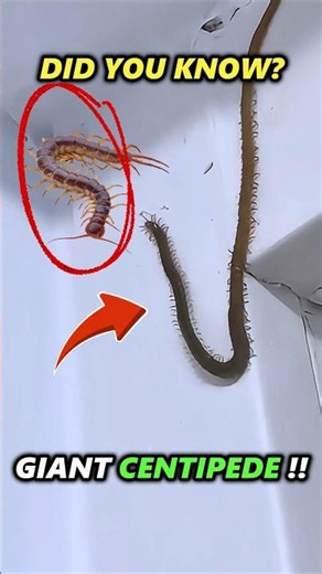 Did you know that this giant centipede can catch bats? #facts #didyouknow #shorts