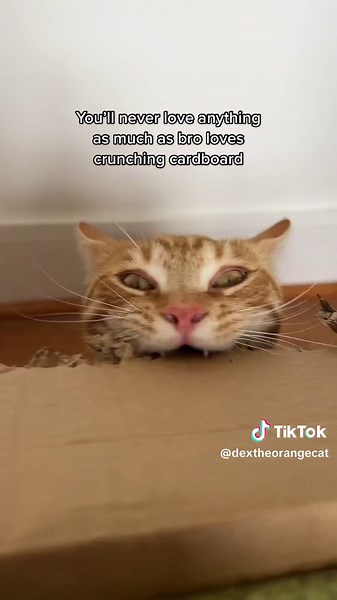 Cat Crunching Cardboard: The Ultimate ASMR Experience 🐱📦