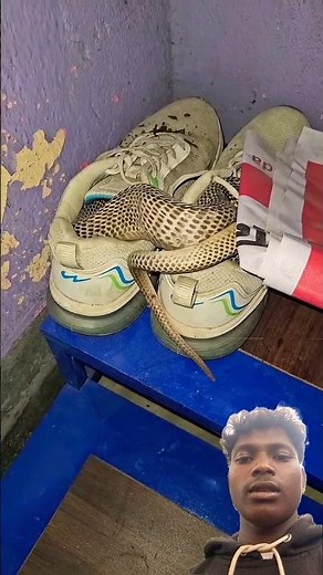 #wgitachi #snake #ekmotahathighumechala