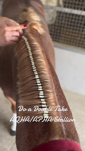 Do a Double Take: AQHA/APHA Stallion Champions