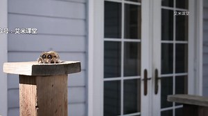 《小蜘蛛卢卡斯》Lucas the Spider（超清1080P+英文字幕）25集