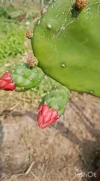 Prickly pear বা Red cactuses 🌵 ফুলে ফুলে ভরে উঠেছে । #gardening #reddragonfruit #farming #healty