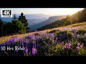 10 Hours of Meadow Sounds | Gentle Breeze & Birdsong for Focus & Sleep