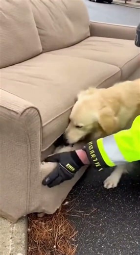 Dog Wouldn’t Stop Scratching Then They Found This