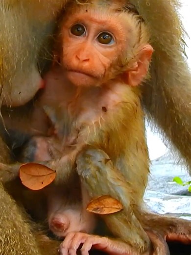 Really pity look at Lynx face, full of fear even stay with Mom #beautiful #monkeydluffy #monkeycute #babymonkey #monkeyface #lovely #monkey #cute #animals #animalsbaby #poormonkey #monkeycry #funny #funnyvideo #cuteanimals | Monkey TV7