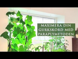 Odla gurka från frö till att beskära gurka enligt paraplymetoden för en ökad skörd - del 1.