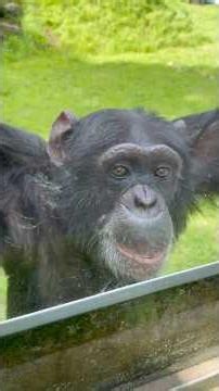 Today's Pan-kun and Poco-chan the Chimpanzees